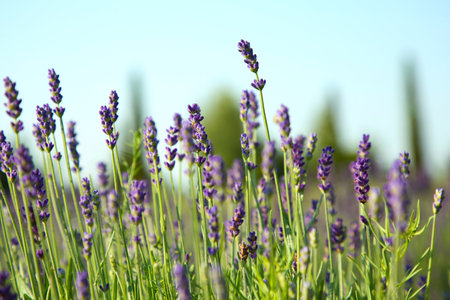 Beautiful blooming lavender growing in field, closeupの写真素材