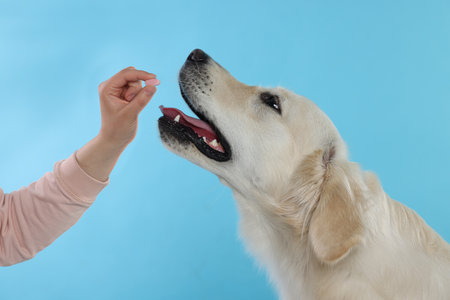 Woman giving pill to cute Labrador Retriever dog on light blue background, closeupの写真素材