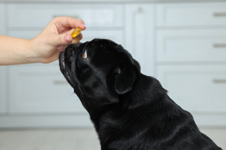 Woman giving pill to cute Pug dog in room, closeupの写真素材