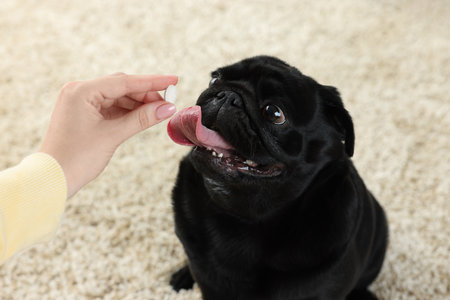 Woman giving pill to cute Pug dog in room, closeupの写真素材