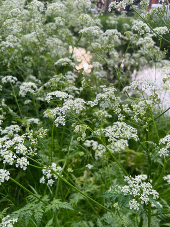 Beautiful plants with white flowers growing outdoors, closeupの写真素材