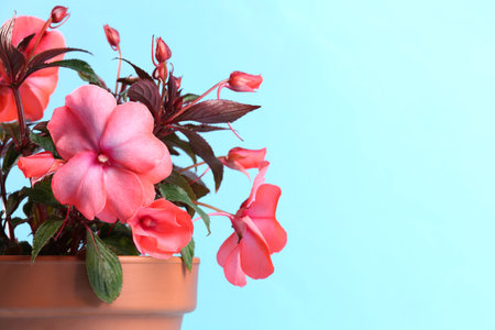 Impatiens in terracotta flower pot on light blue background, closeup. Space for textの写真素材
