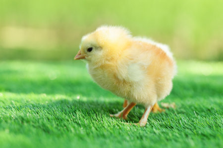 Cute chick on green artificial grass outdoors, closeup. Baby animalの写真素材