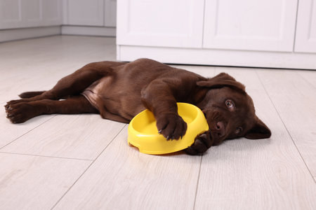 Cute chocolate Labrador Retriever puppy with feeding bowl on floor indoors. Lovely petの写真素材