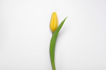 One yellow tulip on white background, top viewの写真素材