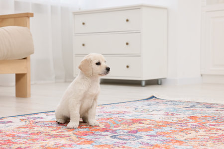 Cute little puppy on carpet indoors. Space for textの写真素材