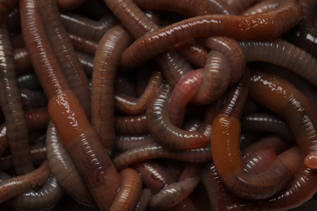 Many earthworms as background, top view. Terrestrial invertebratesの写真素材