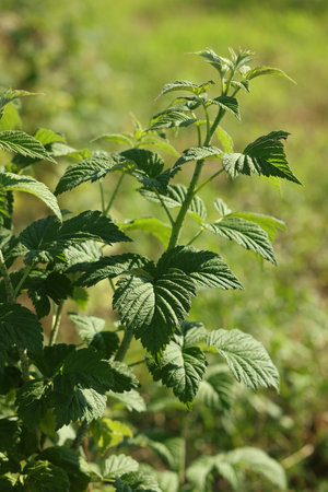 Raspberry bush with green leaves growing outdoors, closeupの写真素材