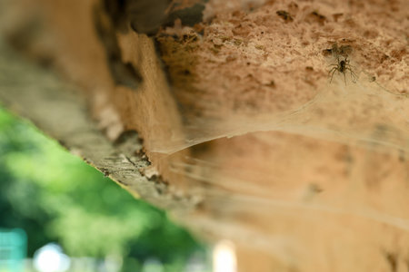 Cobweb and spider on old building outdoors, closeupの写真素材