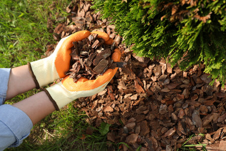 Woman mulching soil with bark chips in garden, above viewの写真素材