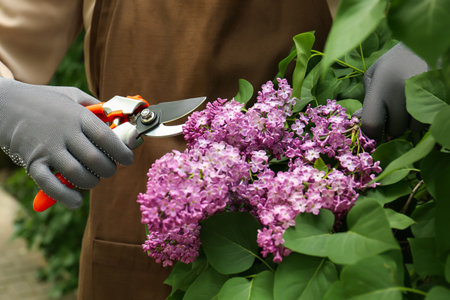 Gardener pruning lilac branch with secateurs outdoors, closeup