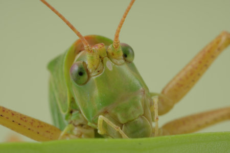 Small green grasshopper. Macro photography of insects