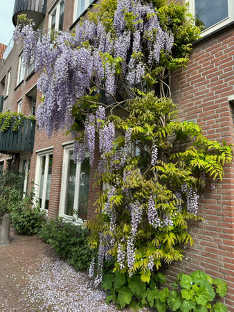 Building with beautiful blossoming wisteria vine outdoorsの写真素材