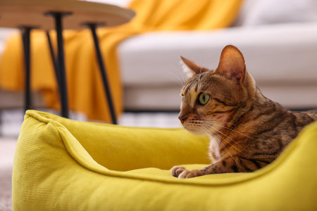Cute Bengal cat lying on pet bed at home, closeupの写真素材