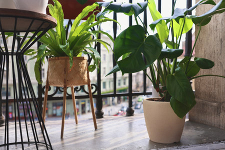 Many different beautiful houseplants in pots on balconyの写真素材