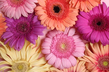 Beautiful gerbera flowers as background, closeup viewの写真素材
