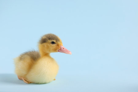 Baby animal. Cute fluffy duckling sitting on light blue background, space for textの写真素材