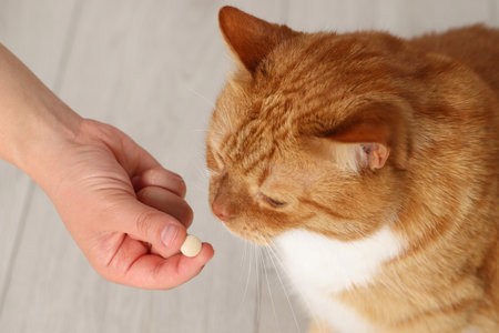 Woman giving vitamin pill to cute cat indoors, closeupの写真素材