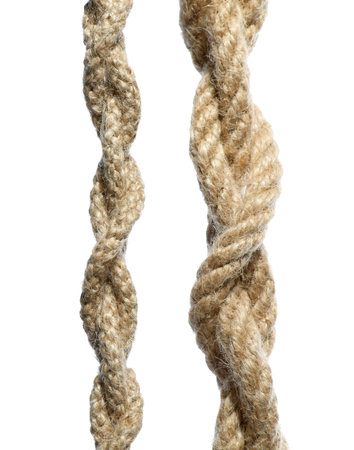 Two hemp ropes with knots isolated on whiteの写真素材