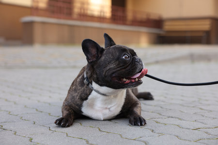 French Bulldog lying on pavement outdoors. Cute pet on walkの写真素材