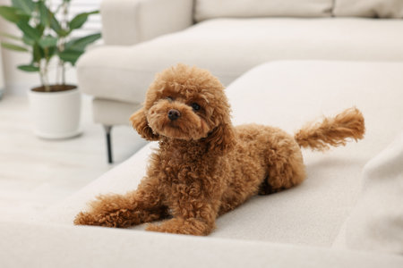 Cute Maltipoo dog resting on comfortable sofa at home. Lovely petの写真素材