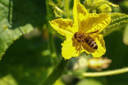 Honeybee collecting nectar from yellow flower outdoors, closeup. Space for textの写真素材