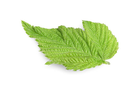 One green blackberry leaf isolated on white