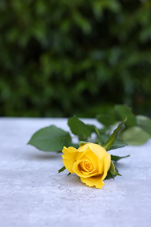 Beautiful yellow rose on light table outdoors, space for textの写真素材
