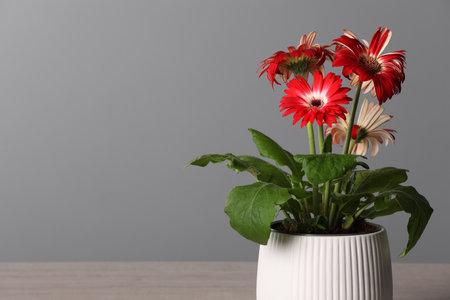Beautiful gerbera flower in pot near gray wall, space for textの写真素材