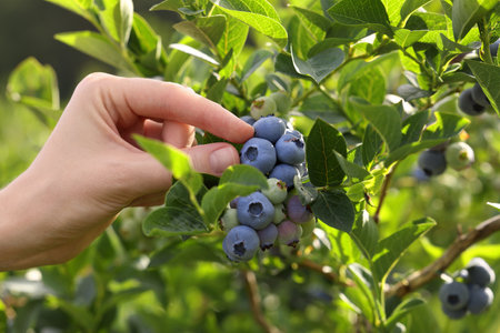 Woman picking up wild blueberries outdoors, closeup. Seasonal berriesの写真素材