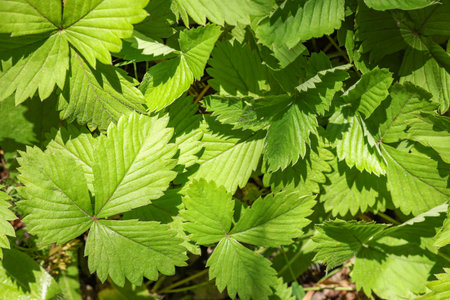 Many wild strawberry leaves as background, closeup