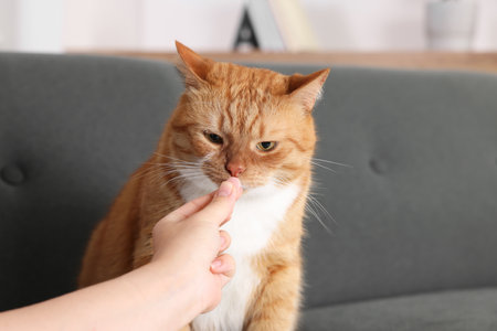 Woman giving vitamin pill to cute ginger cat on couch indoors, closeupの写真素材