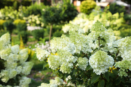 Beautiful hydrangea with blooming white flowers growing in garden, space for textの写真素材