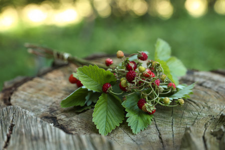 Bunch with tasty wild strawberries on wooden stump outdoorsの写真素材