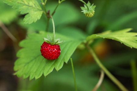 Small wild strawberry growing on stem outdoors, closeupの写真素材