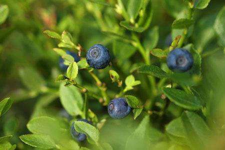 Ripe bilberries growing in forest, closeup. Seasonal berriesの写真素材