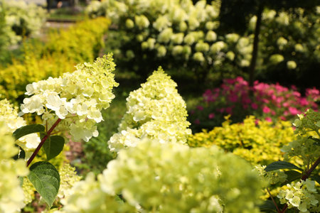 Beautiful hydrangea with blooming white flowers growing in garden, selective focusの写真素材