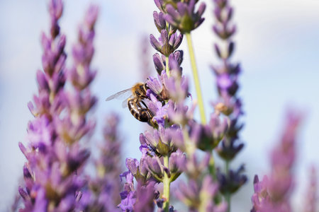 Honeybee collecting nectar from beautiful lavender flower outdoors, closeupの写真素材