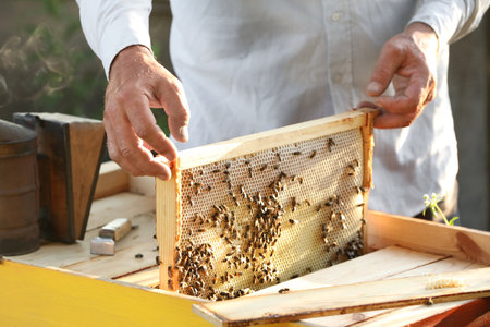 Beekeeper taking frame from hive at apiary, closeup