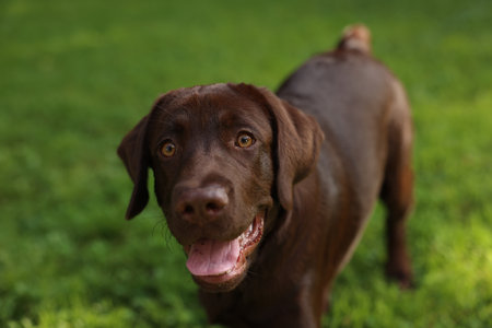 Adorable Labrador Retriever dog in park, closeupの写真素材