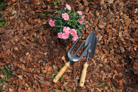 Beautiful flowers mulched with bark chips, fork and trowel, top viewの写真素材