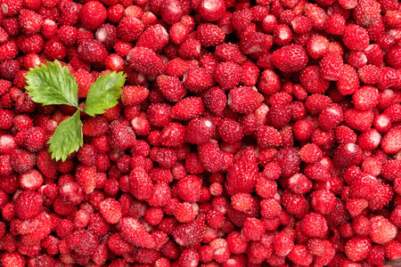 Many fresh wild strawberries and leaves as background, top view