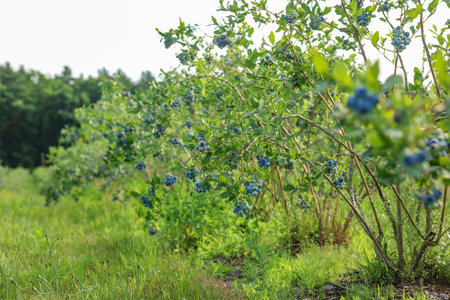 Blueberry bushes growing on farm outdoors. Seasonal berriesの写真素材