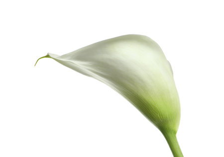 Beautiful calla lily flower isolated on whiteの写真素材