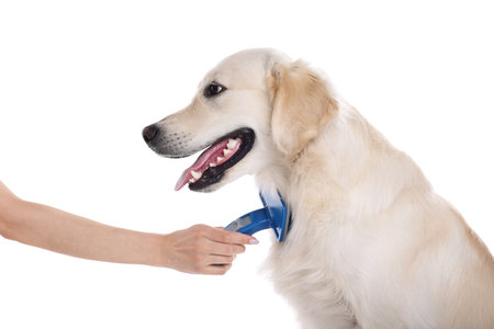 Woman brushing cute Labrador Retriever dog's hair on white background, closeup