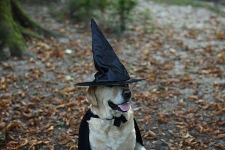 Cute Labrador Retriever dog wearing black cloak and hat in autumn park on Halloween