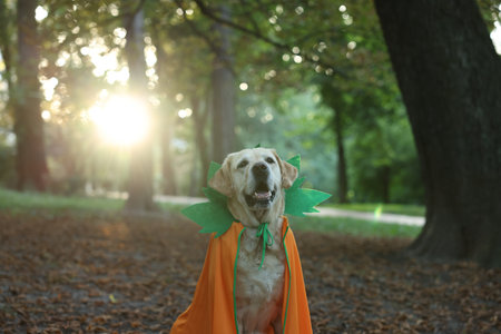 Cute Labrador Retriever dog wearing Halloween costume in autumn parkの写真素材