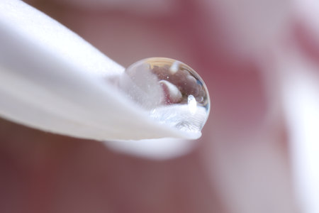 Macro photo of beautiful flower reflected in water drop on white petal against blurred pink backgroundの写真素材