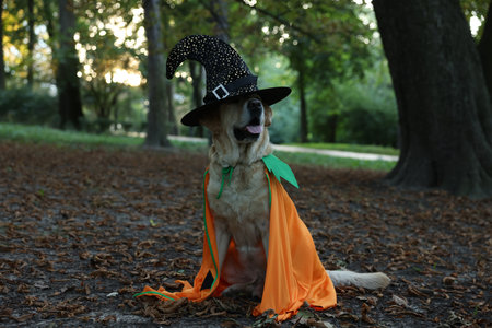 Cute Labrador Retriever dog wearing Halloween costume in autumn parkの写真素材