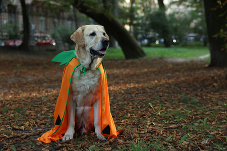 Cute Labrador Retriever dog wearing Halloween costume in autumn park. Space for textの写真素材